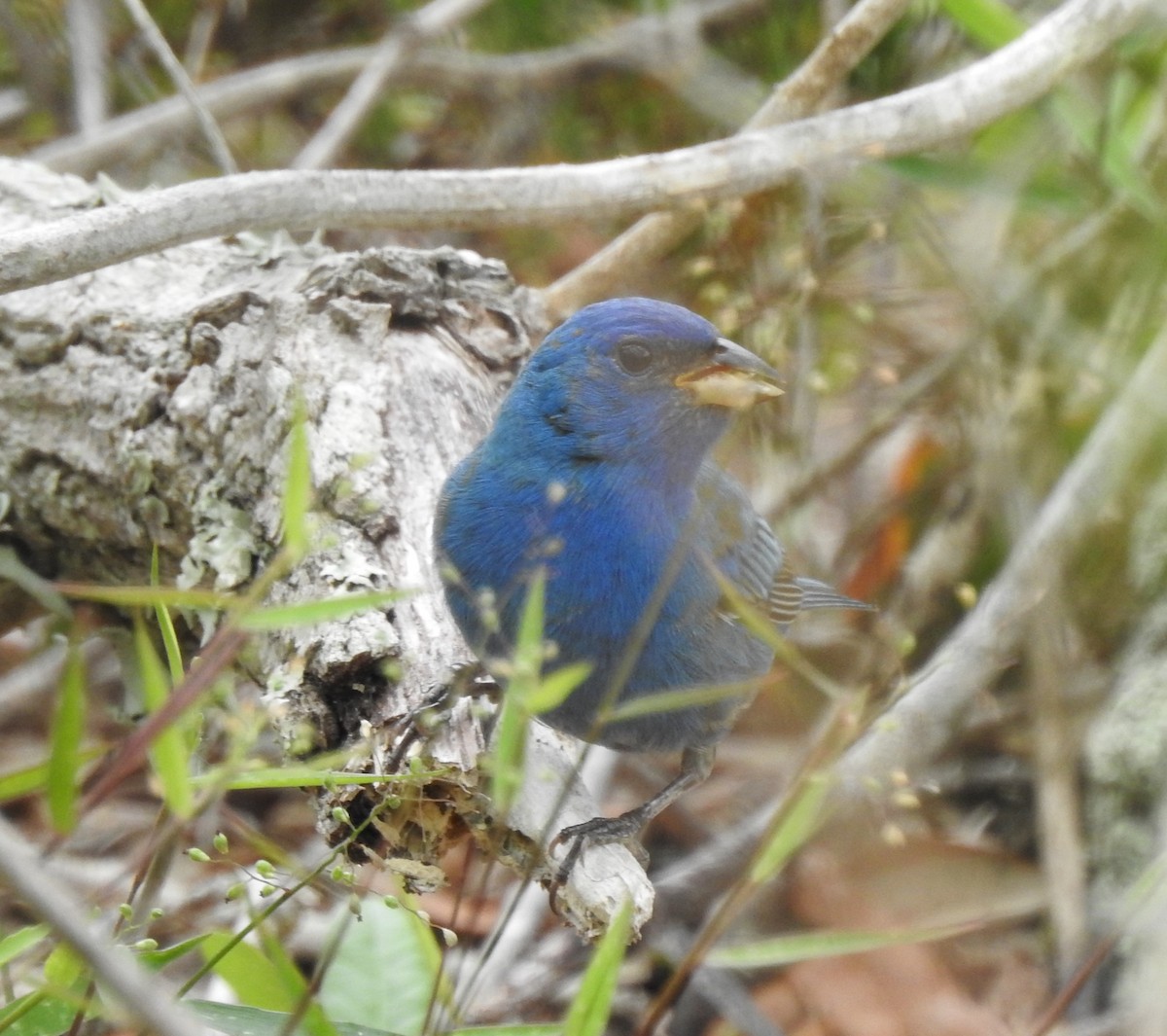 Indigo Bunting - Sheila Klink