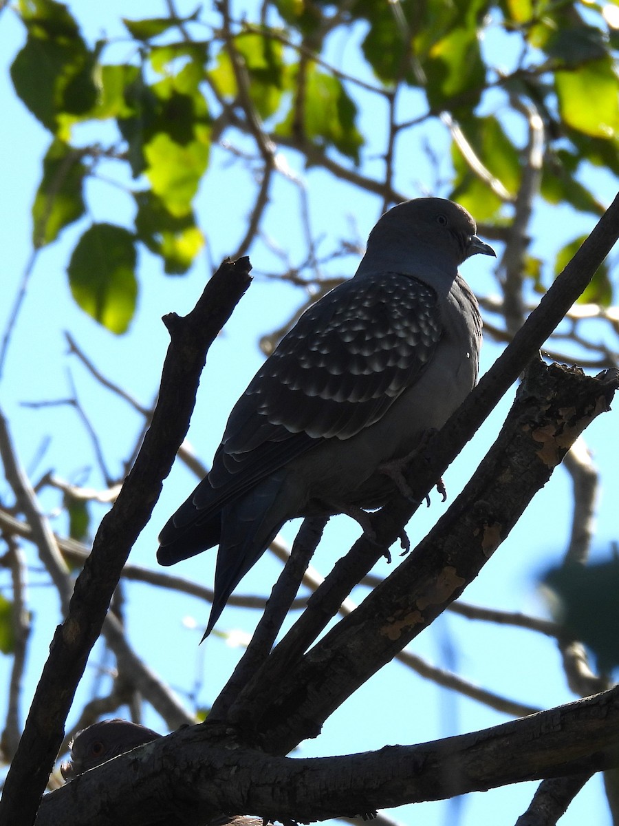 Spot-winged Pigeon - Maria Lujan Solis