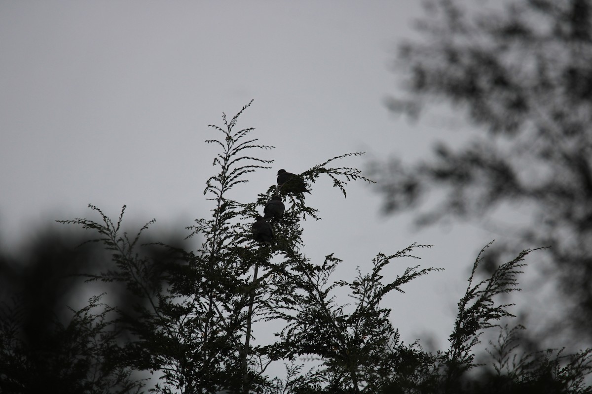 Eared Dove - Armando Aranela