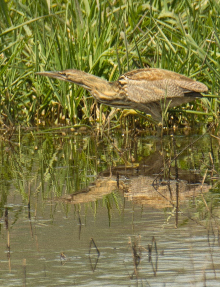 American Bittern - ML618132123