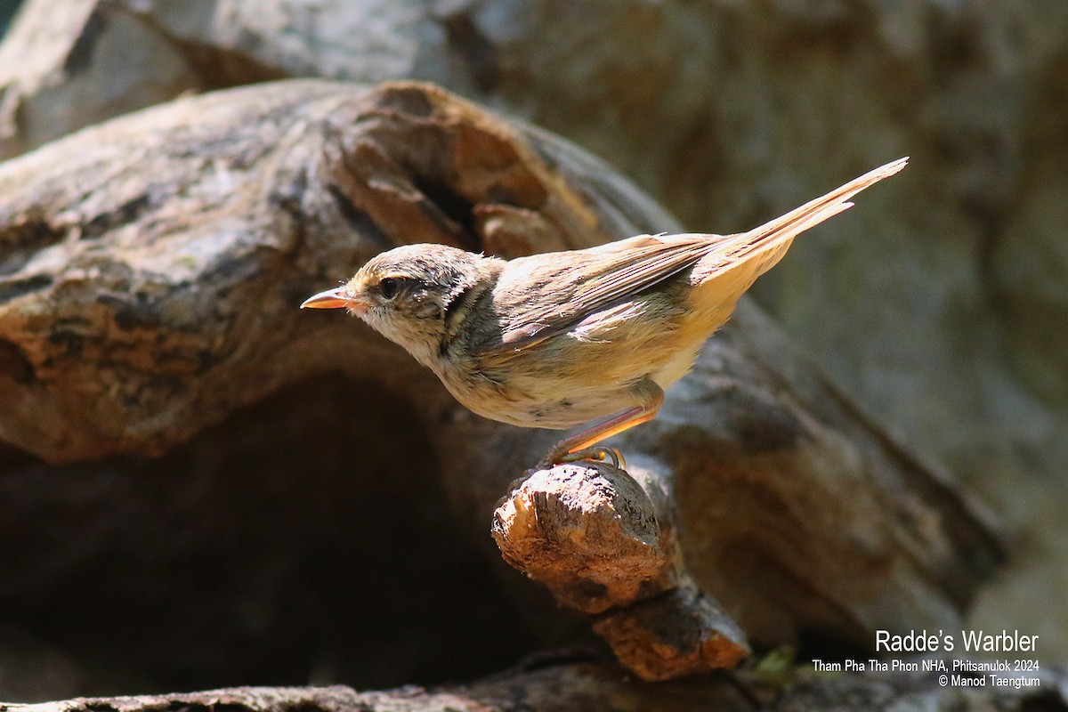 Radde's Warbler - ML618132135