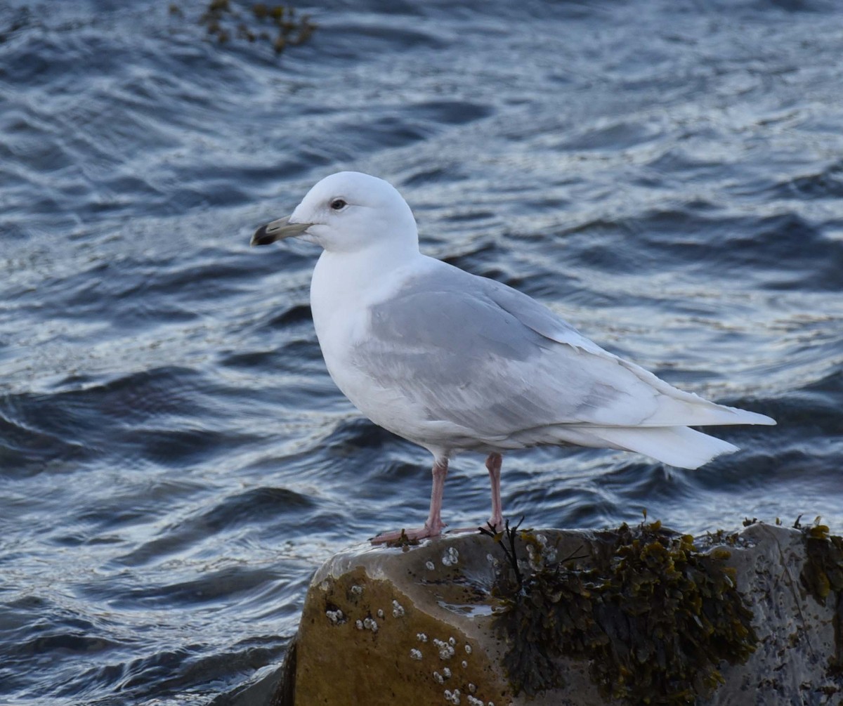 Iceland Gull - Kathy Marche