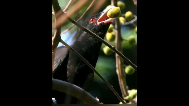 Asian Koel - ML618132143