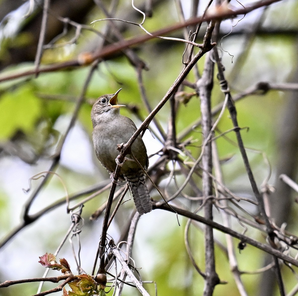 House Wren - Eric Titcomb