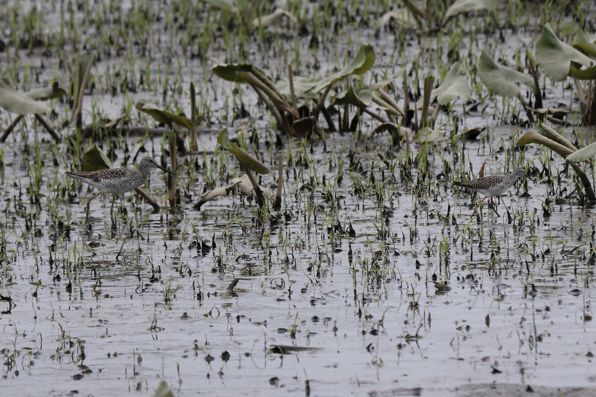 Lesser Yellowlegs - RIIO LU