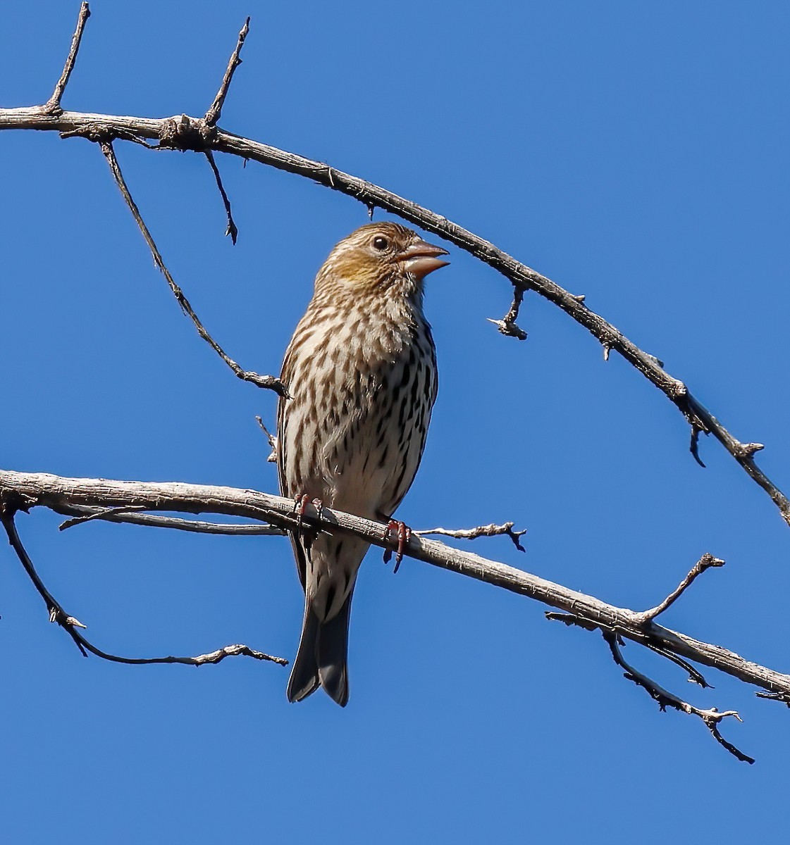 Cassin's Finch - Jill Casperson