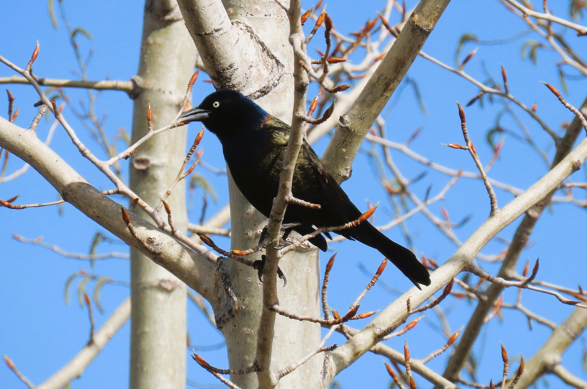 Common Grackle - Alfred Scott