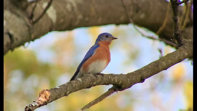 Eastern Bluebird - ML618132214