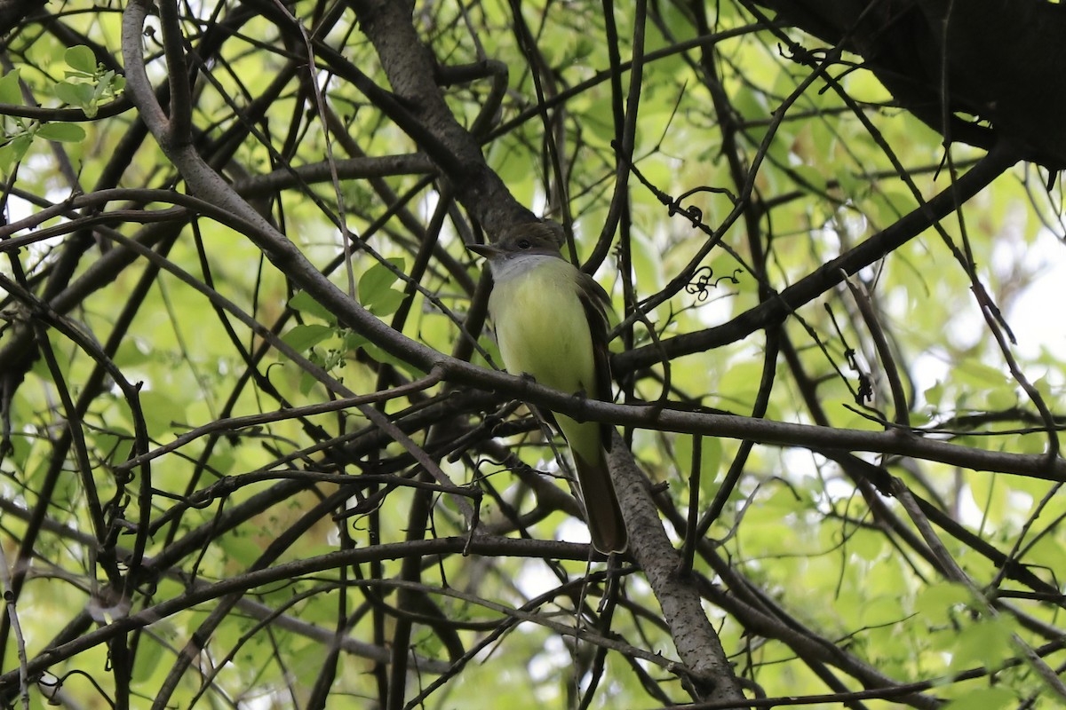 Great Crested Flycatcher - RIIO LU