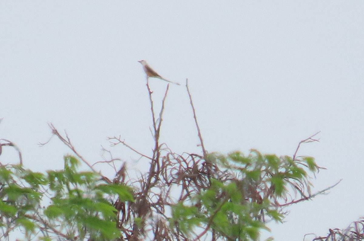 Scissor-tailed Flycatcher - Oliver  Komar