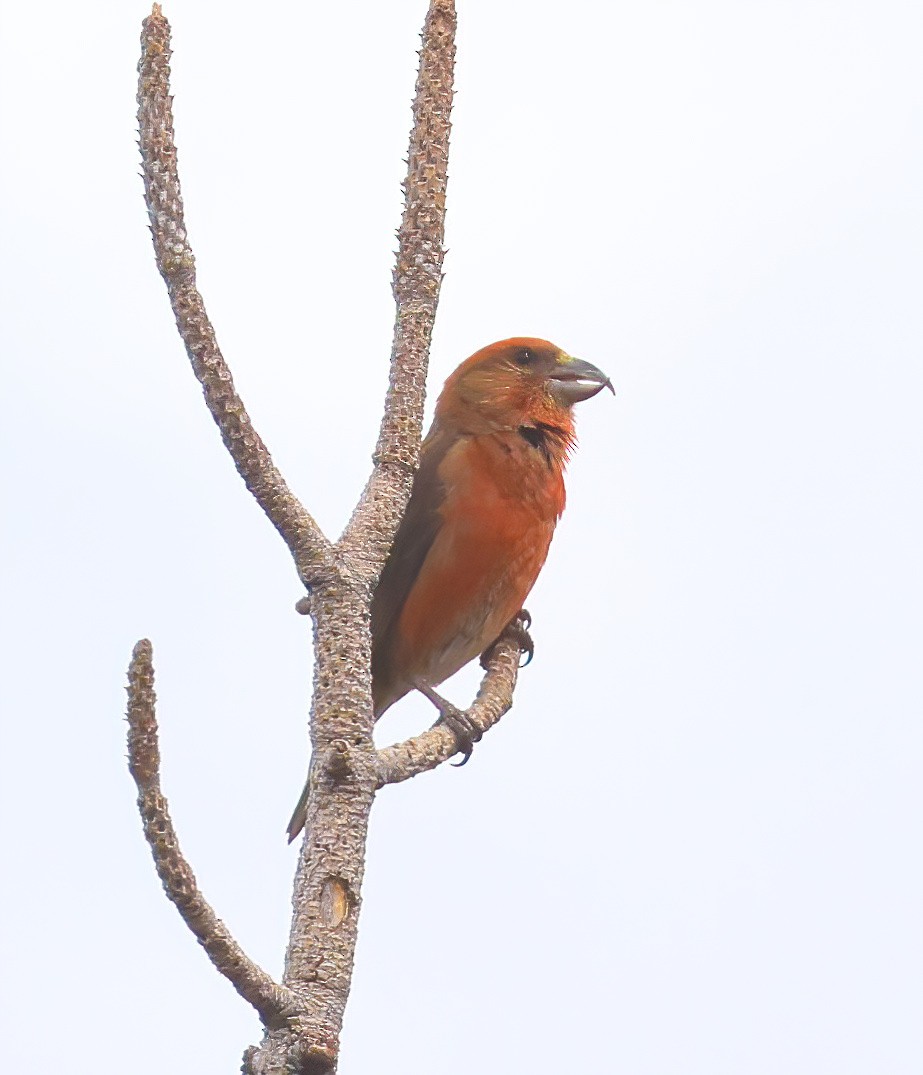 Red Crossbill - Jill Casperson