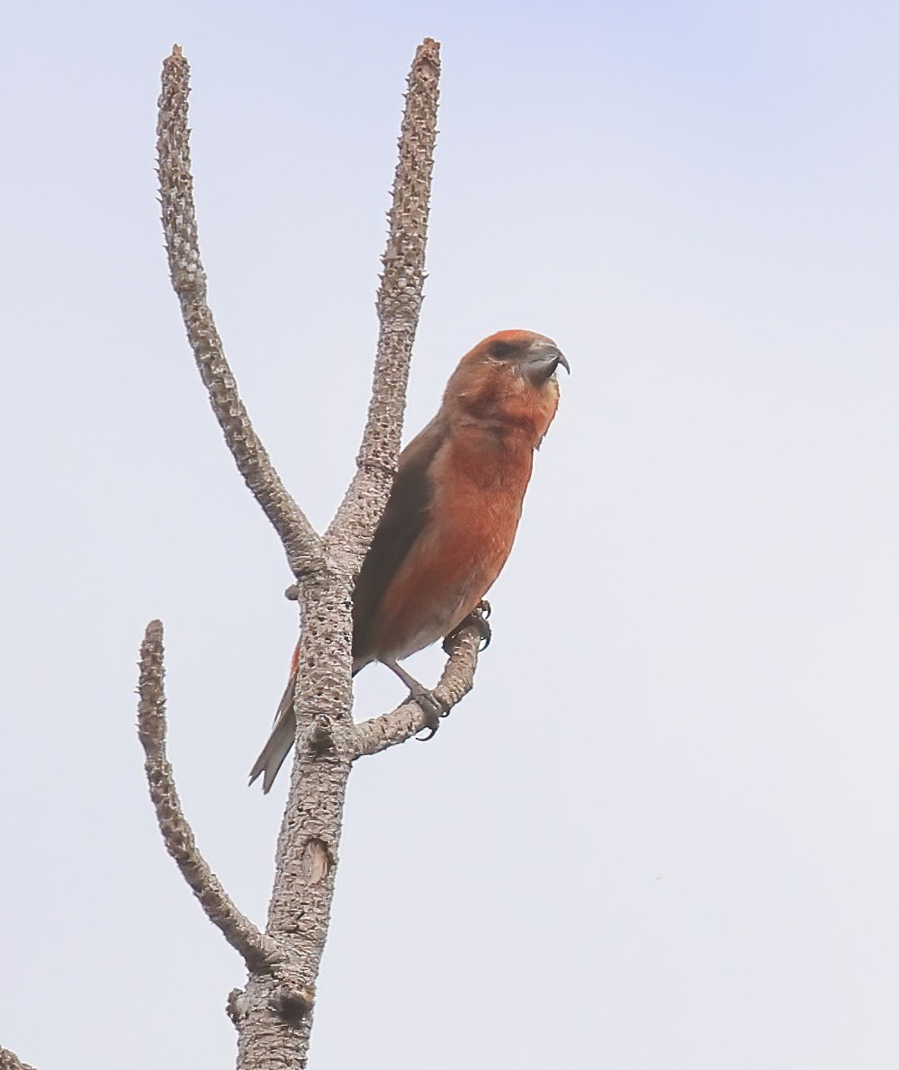 Red Crossbill - Jill Casperson