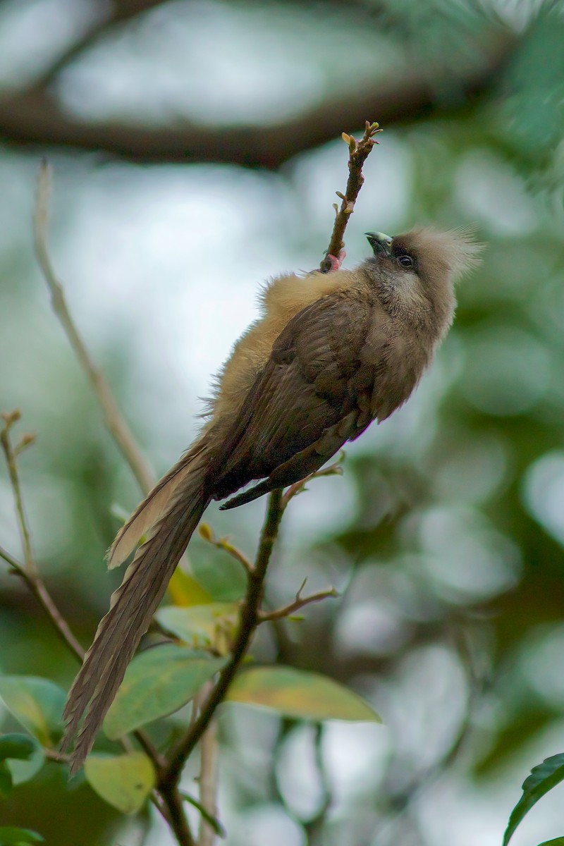 Speckled Mousebird - Morten Lisse