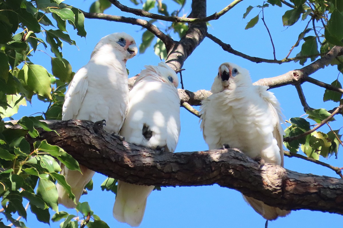 Cacatoès corella - ML618132256