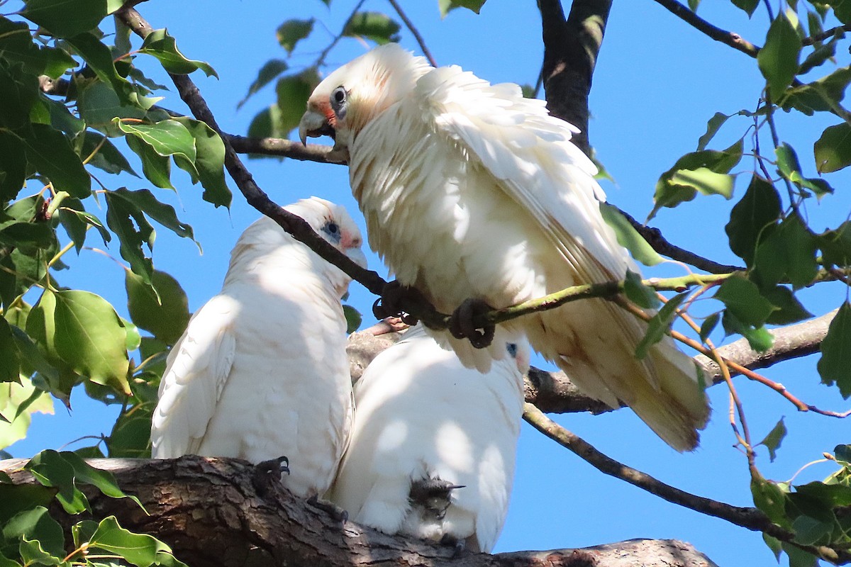 Cacatúa Sanguínea - ML618132257