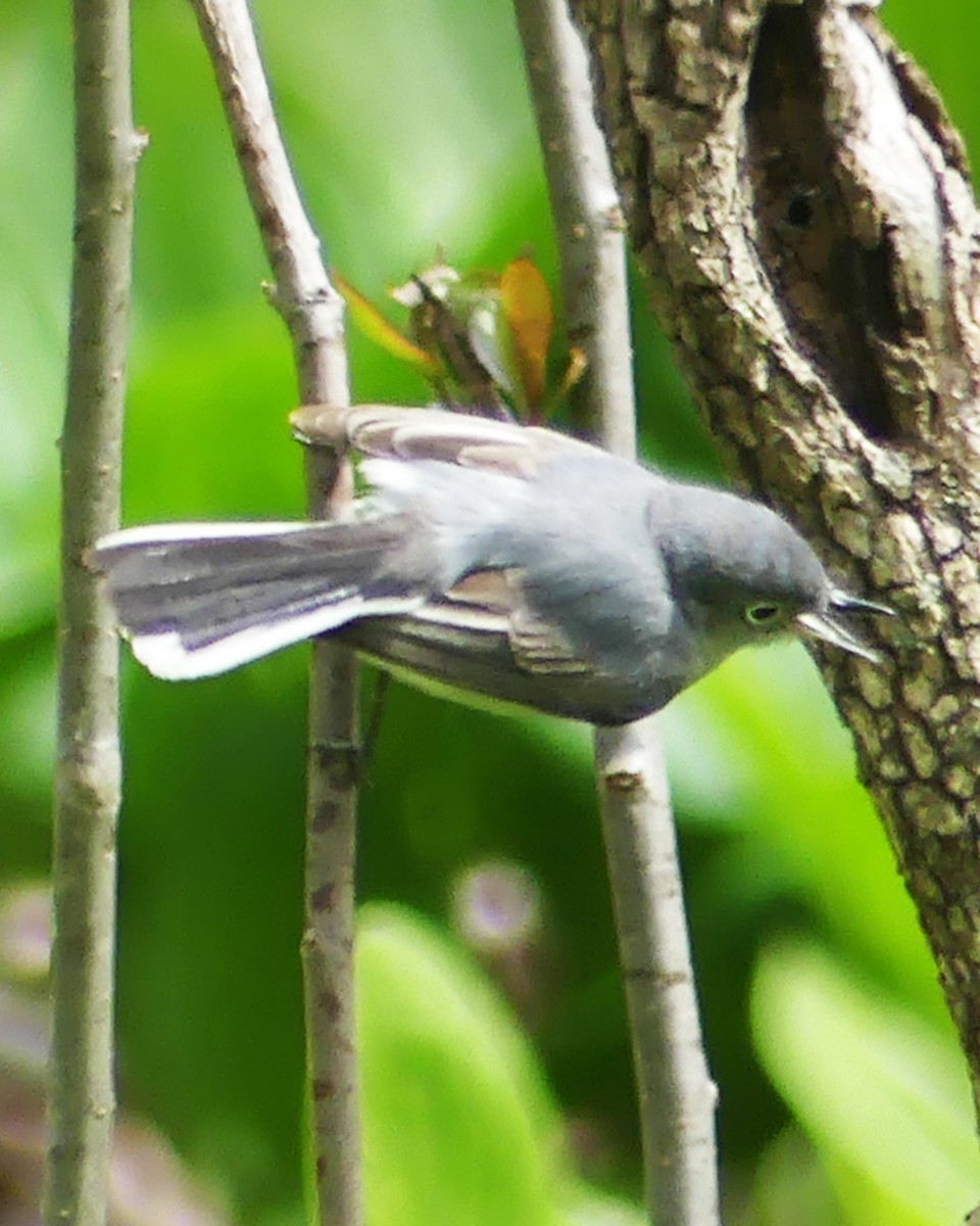 Blue-gray Gnatcatcher - Allie Kleber