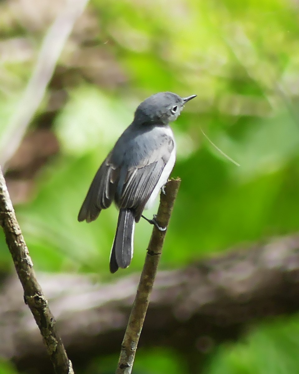 Blue-gray Gnatcatcher - Allie Kleber