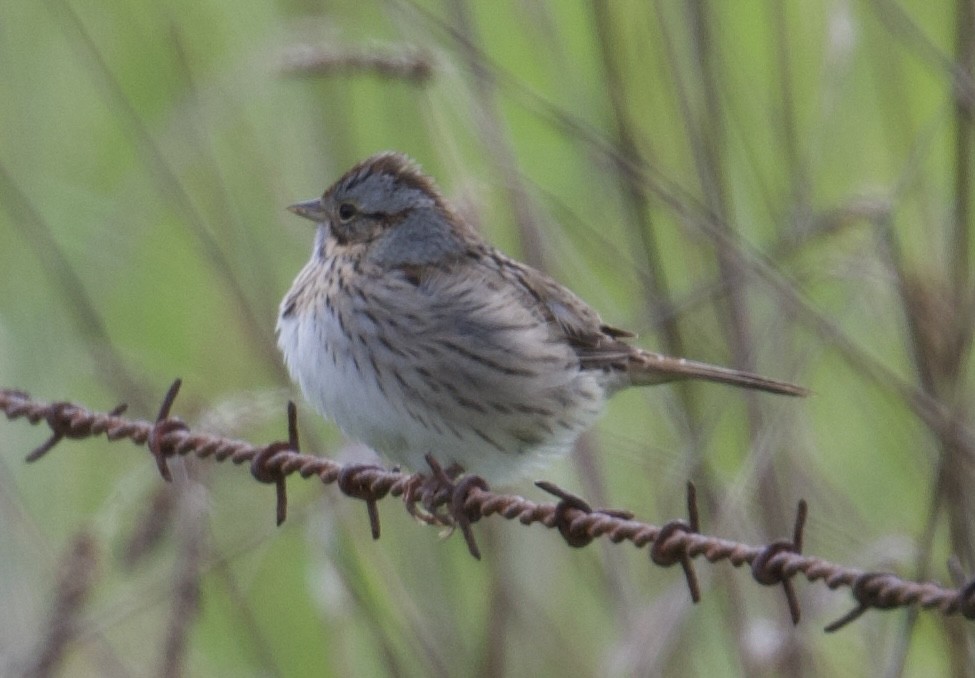 Lincoln's Sparrow - ML618132318