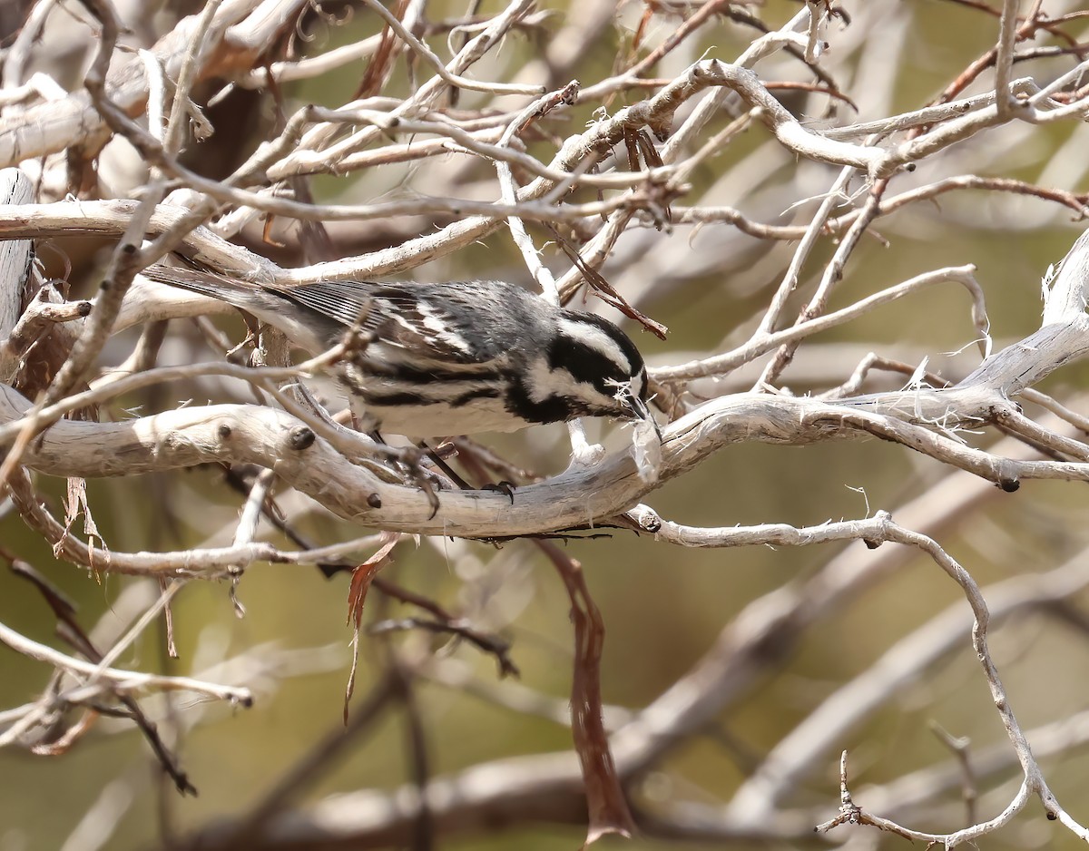 Black-throated Gray Warbler - Jill Casperson