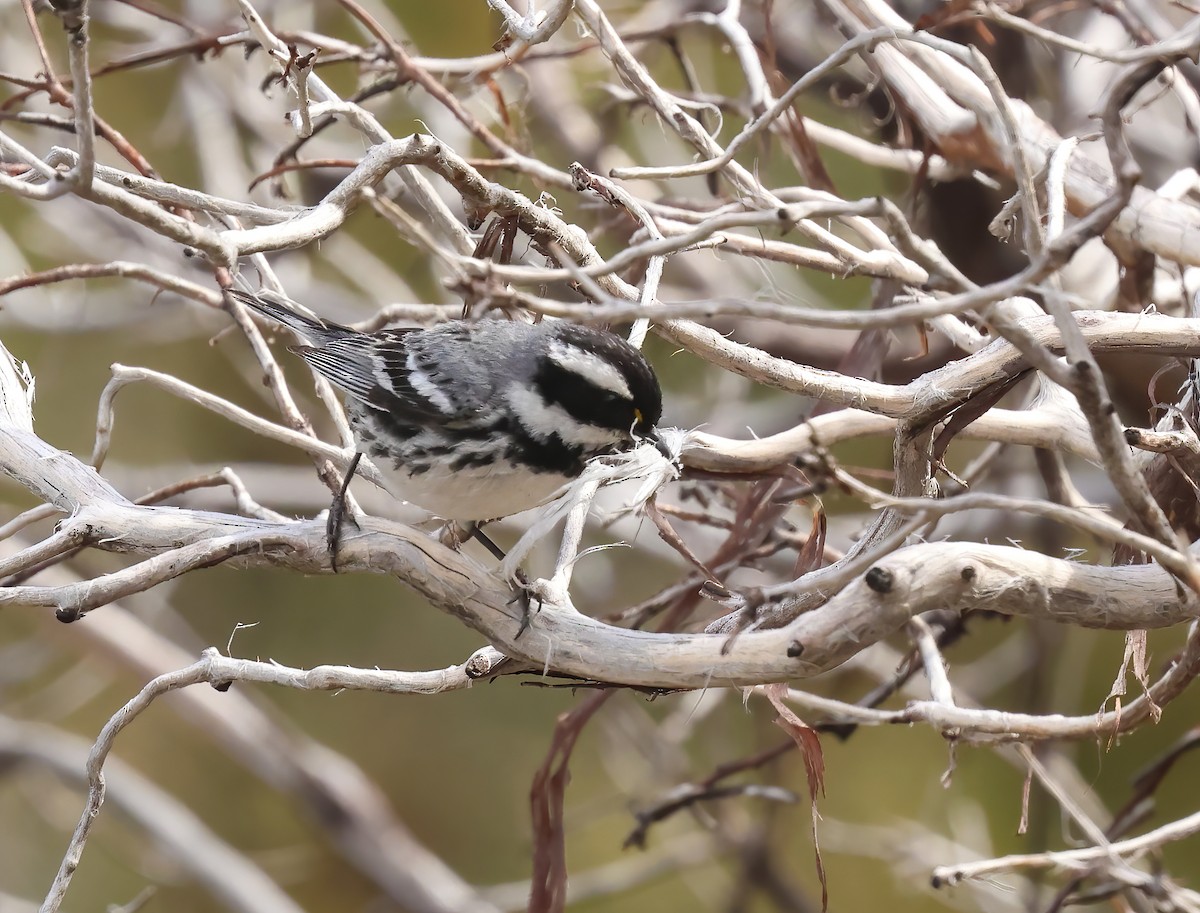 Black-throated Gray Warbler - Jill Casperson