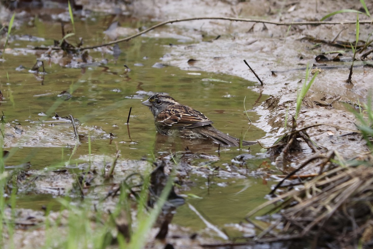 White-throated Sparrow - RIIO LU