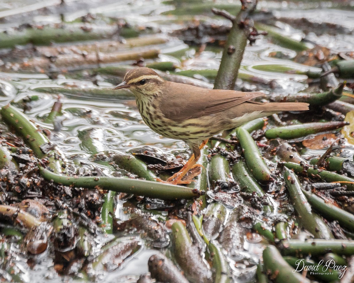 Northern Waterthrush - ML618132334