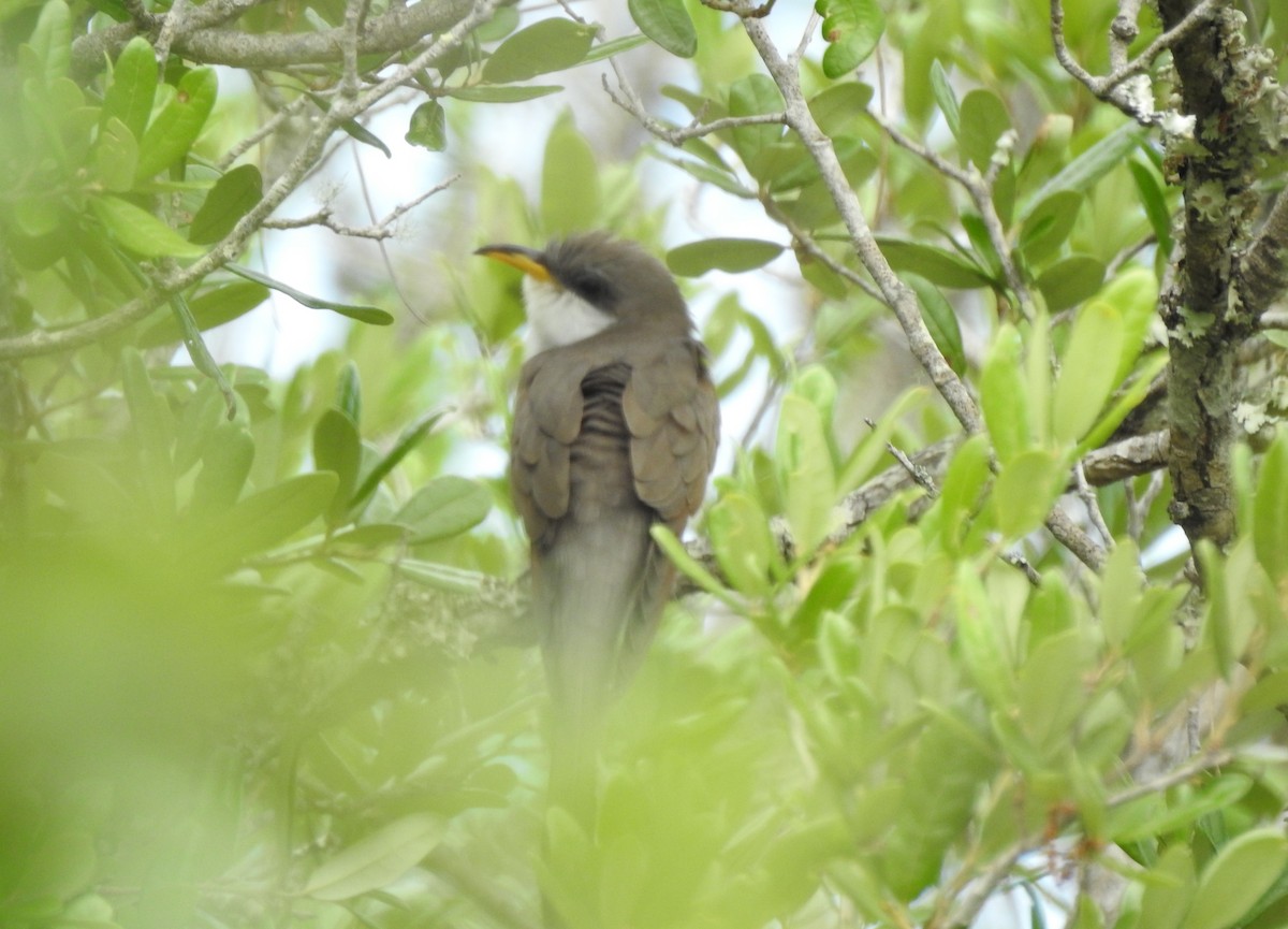 Yellow-billed Cuckoo - Sheila Klink