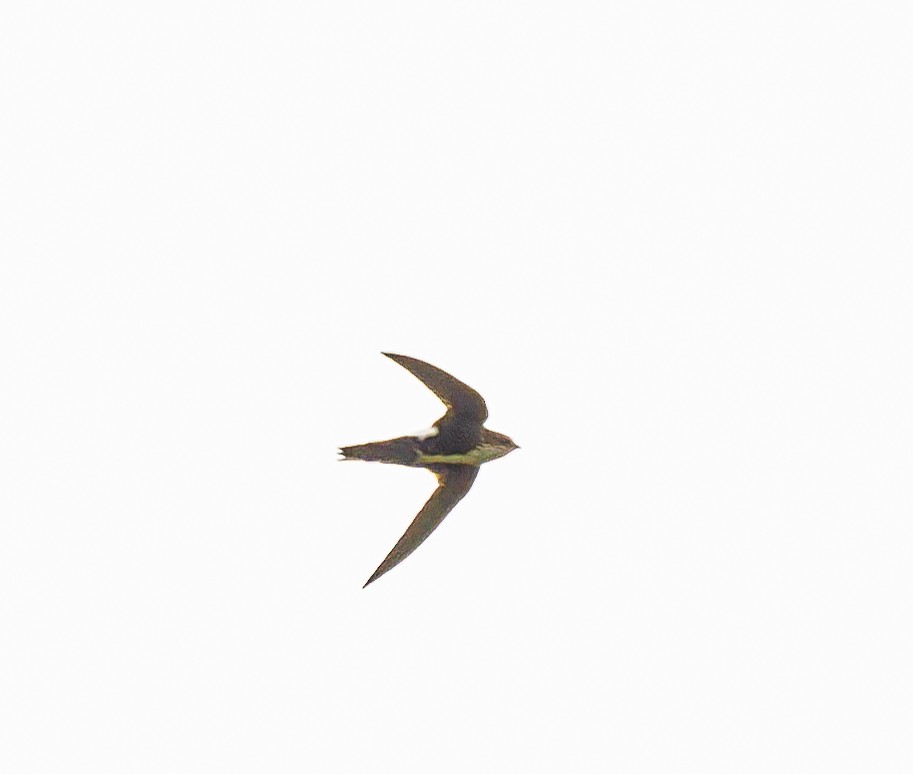 White-throated Swift - Ben  Valdez