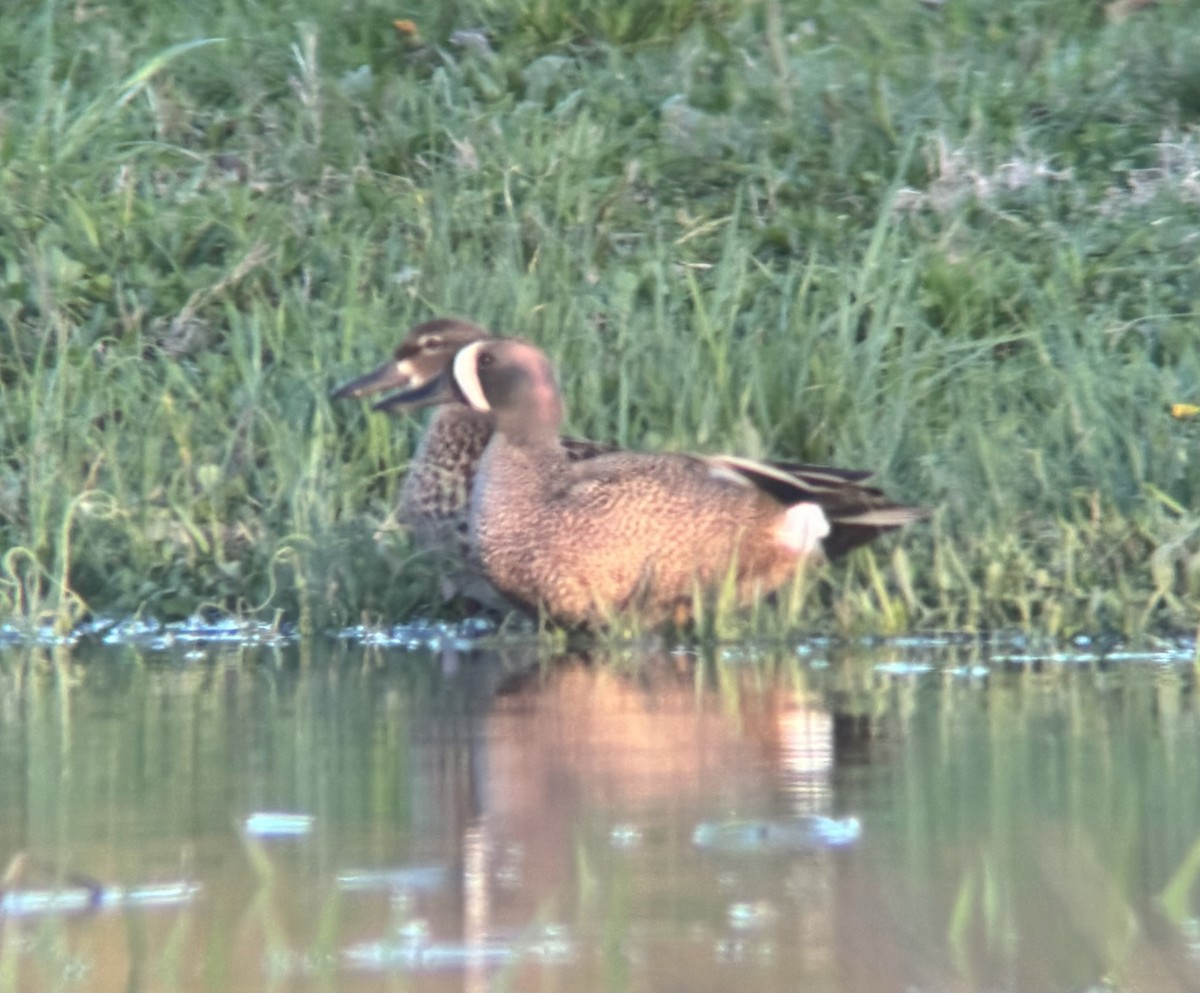 Blue-winged Teal - ML618132348