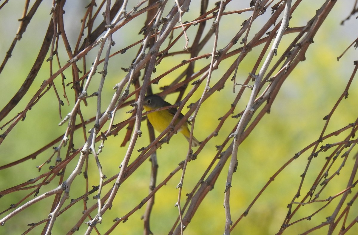 Nashville Warbler - Chris Dean