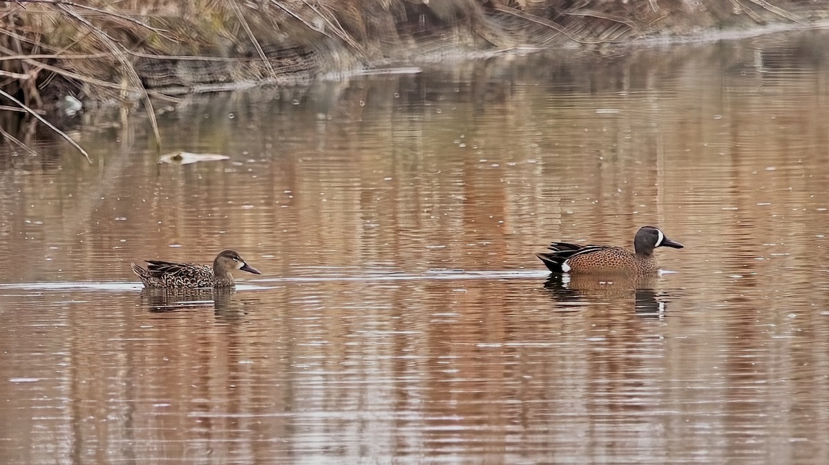 Blue-winged Teal - ML618132391