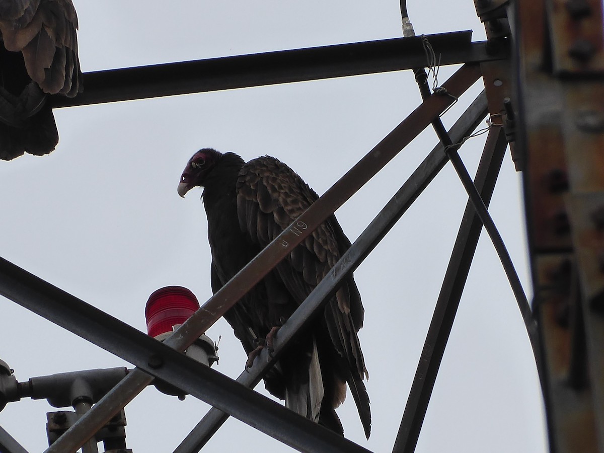 Turkey Vulture - M. Jordan