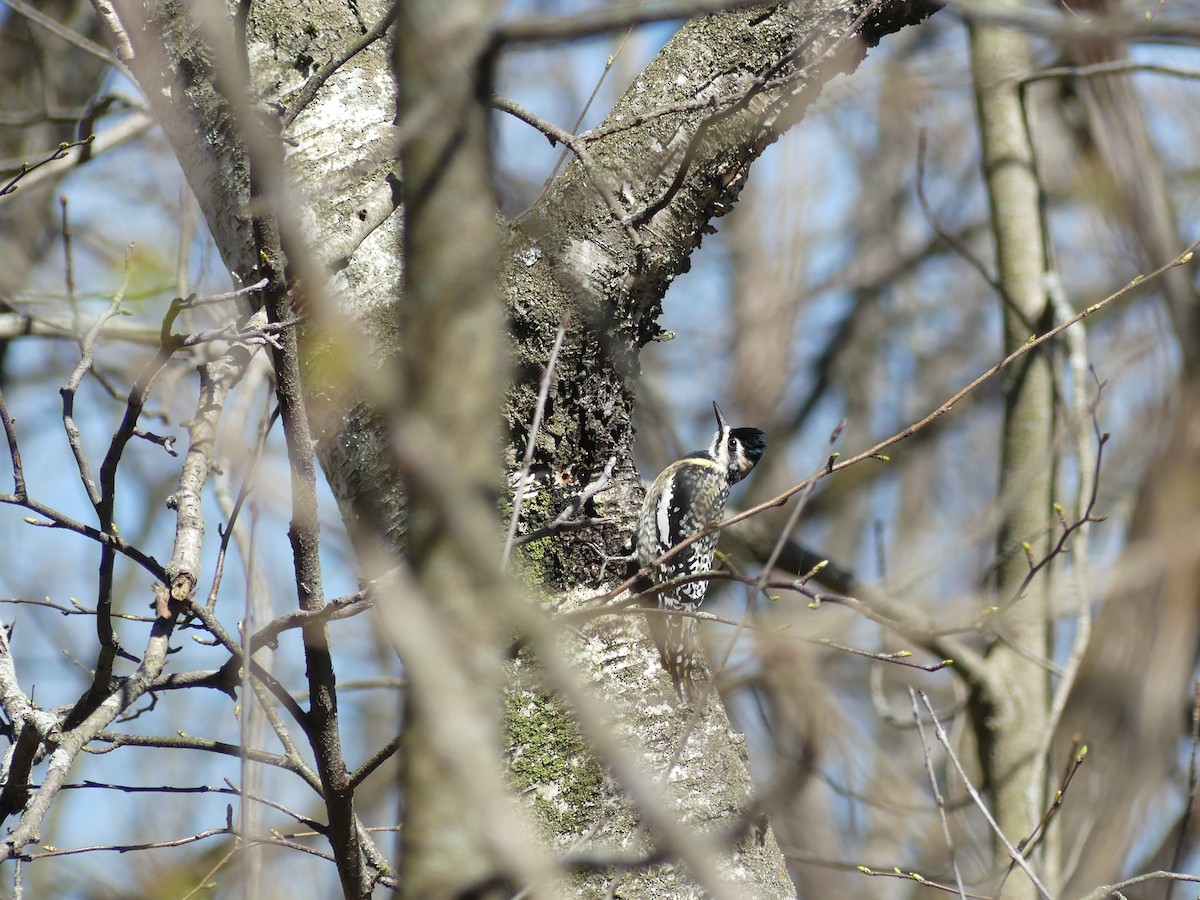 Yellow-bellied Sapsucker - ML618132399