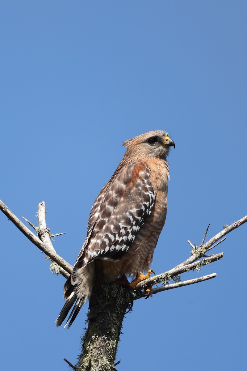 Red-shouldered Hawk (elegans) - Gregory Luckert