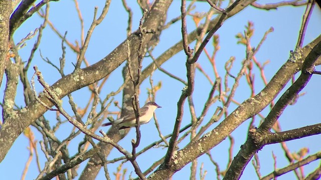 Eastern Kingbird - ML618132418