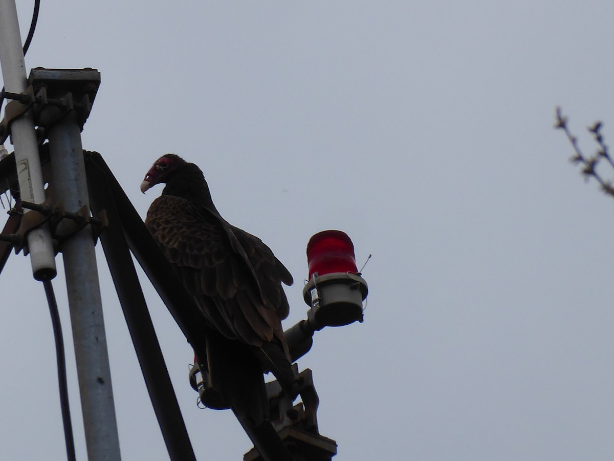 Turkey Vulture - M. Jordan