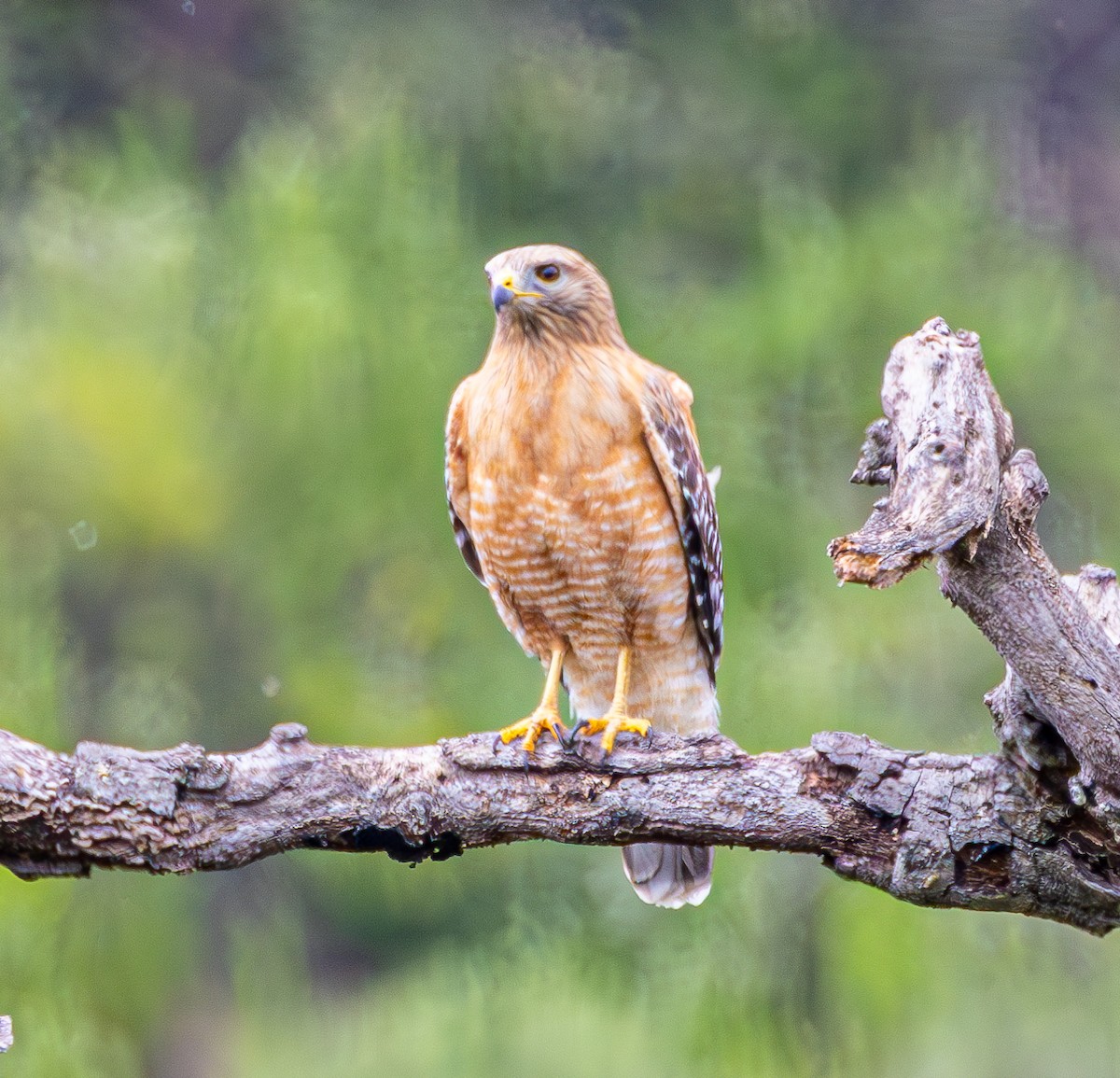 Red-shouldered Hawk - Ben  Valdez