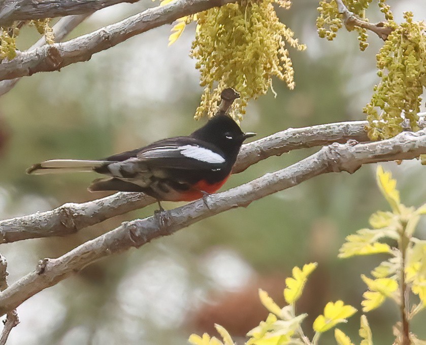 Painted Redstart - Jill Casperson