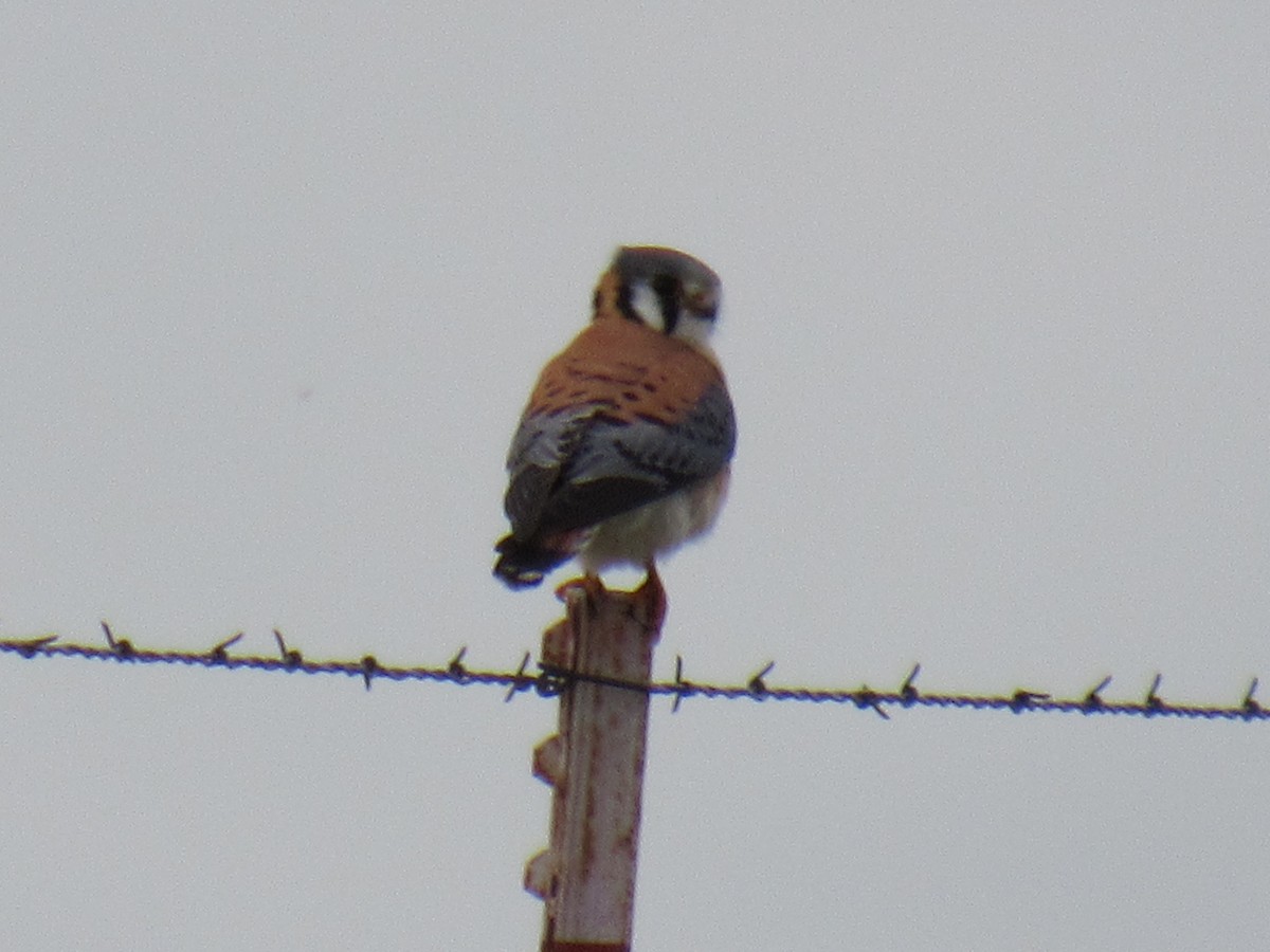 American Kestrel - Debra Halter