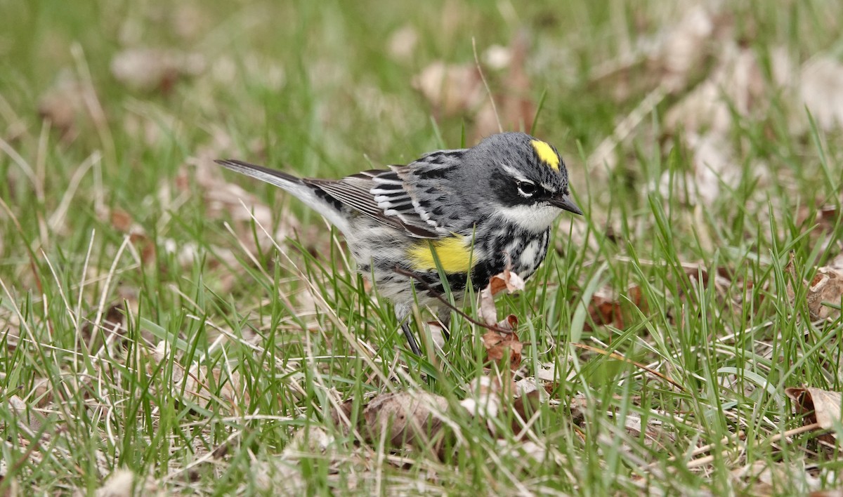 Yellow-rumped Warbler - Randy Skiba