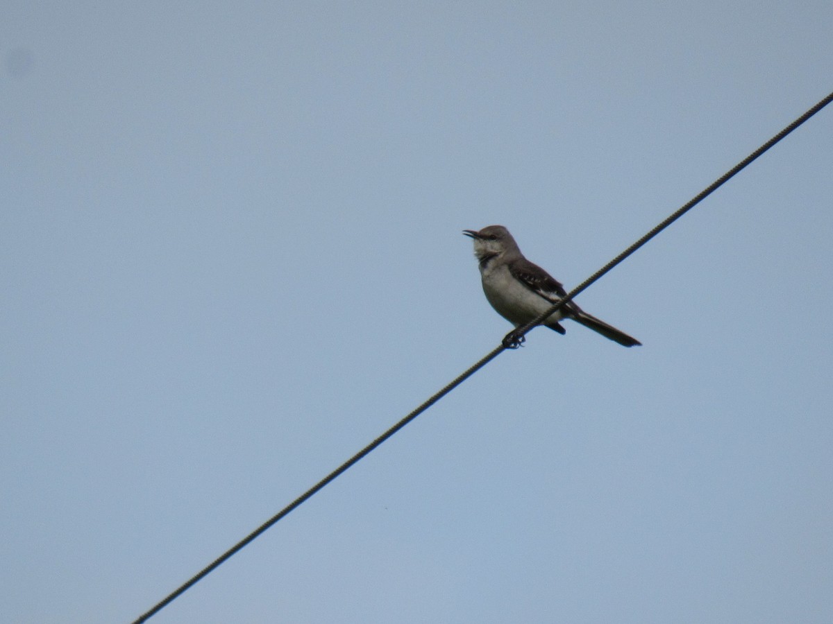 Northern Mockingbird - Debra Halter