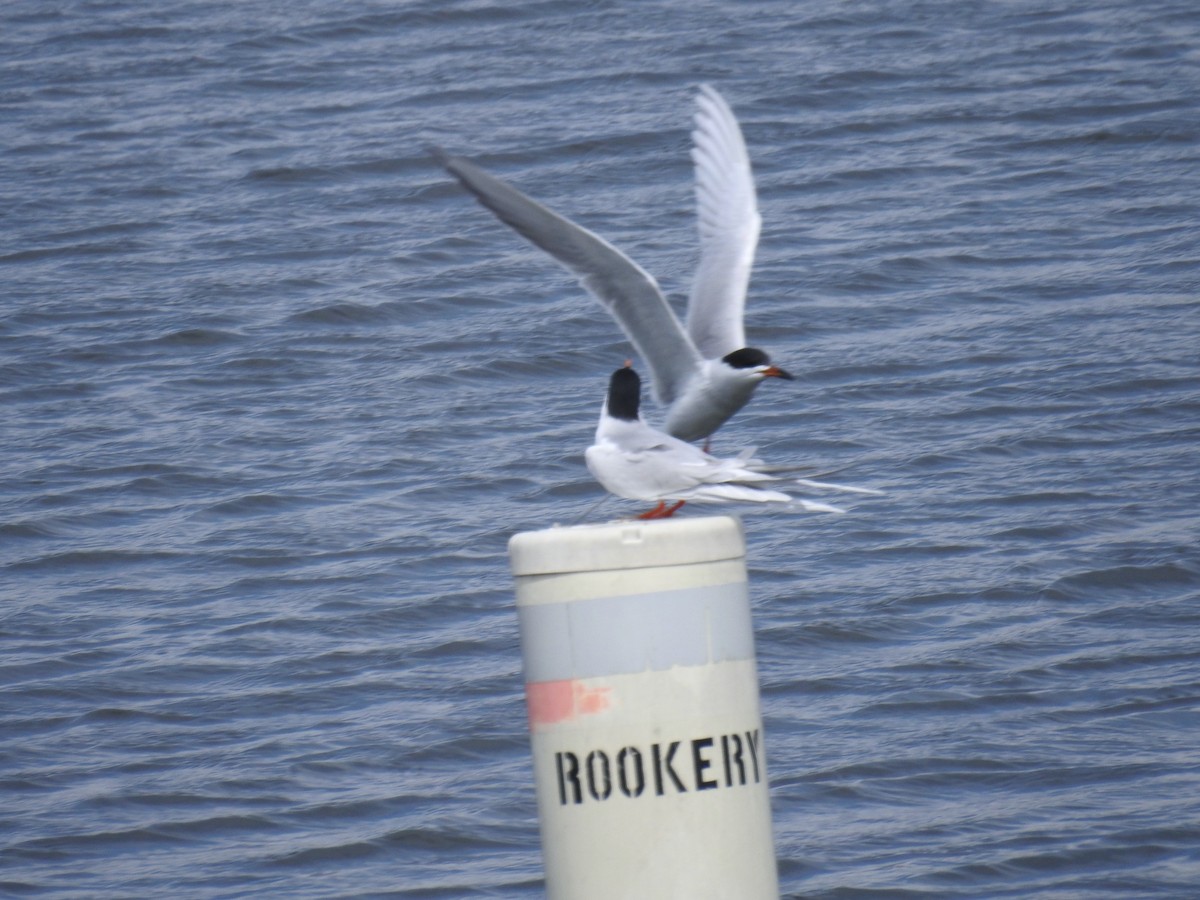 Forster's Tern - ML618132492