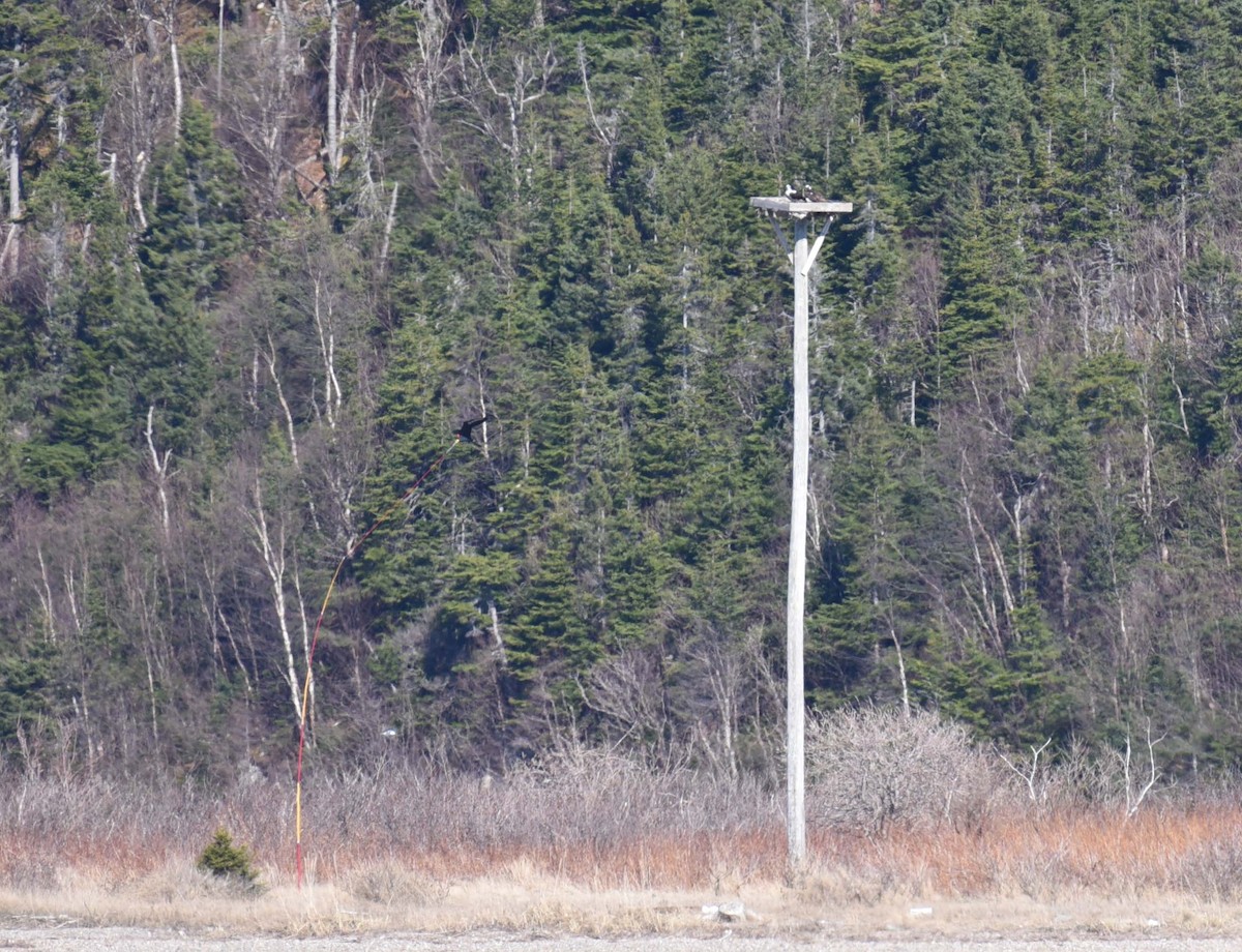 Balbuzard pêcheur - ML618132499