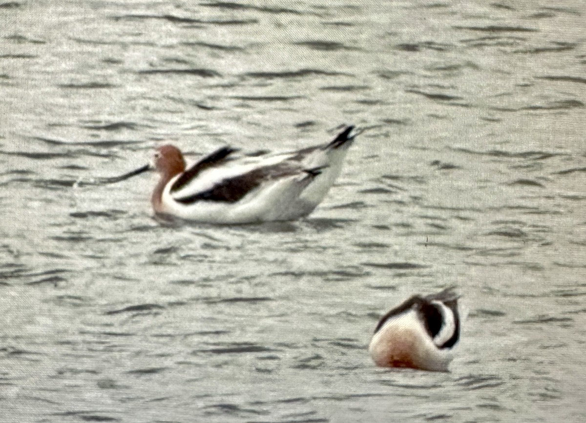 Avoceta Americana - ML618132504