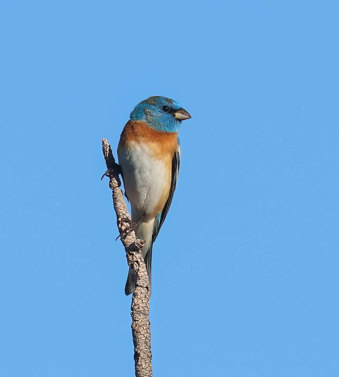 Lazuli Bunting - Jill Casperson