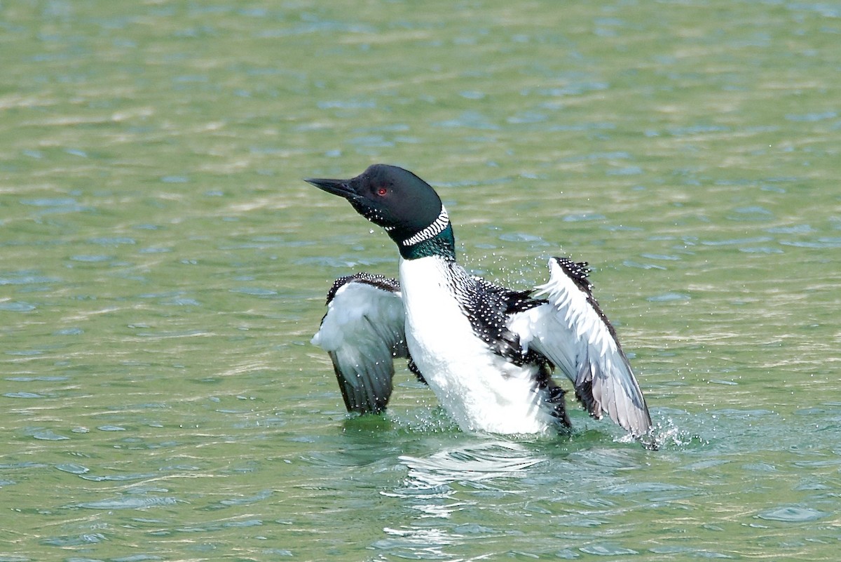 Common Loon - ML618132536