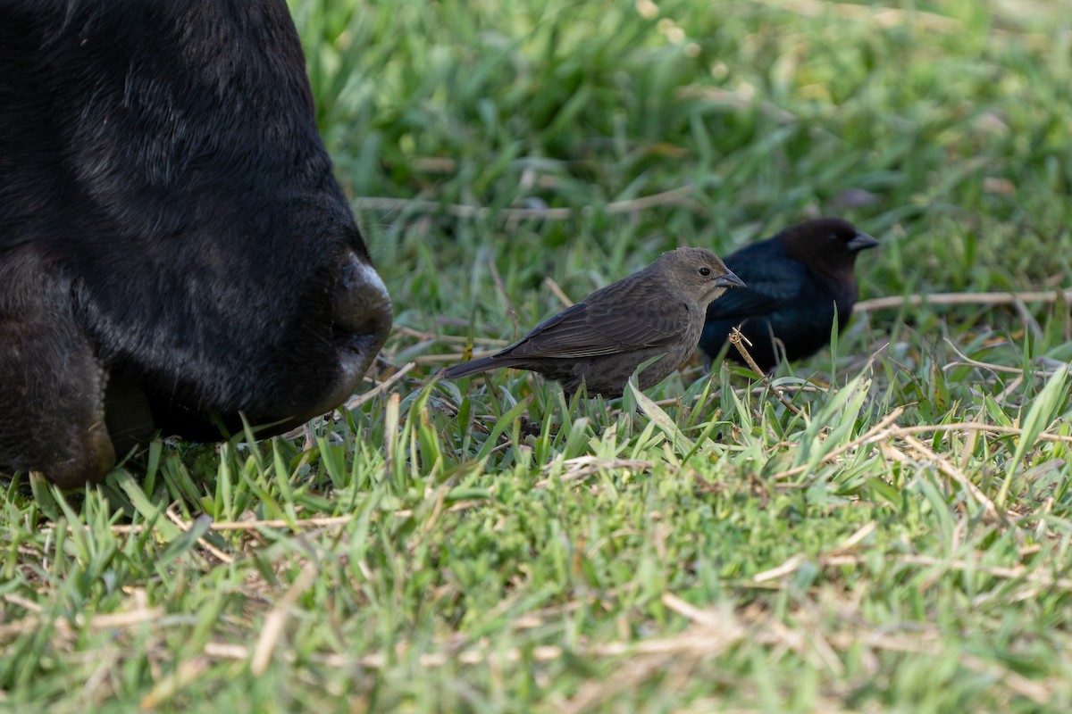 Brown-headed Cowbird - Robert Raker