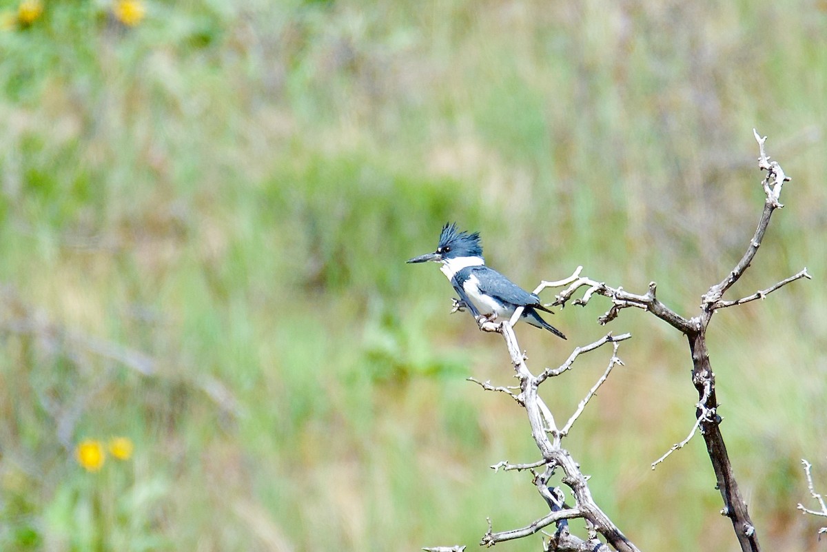 Belted Kingfisher - Cheryl & Scott Taylor