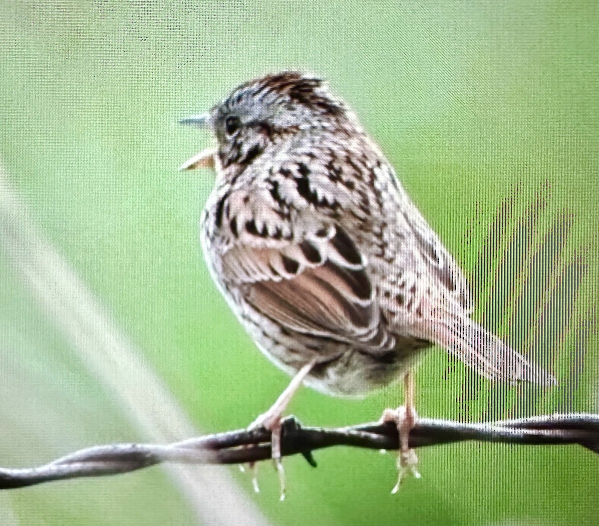 Lincoln's Sparrow - Darchelle Worley