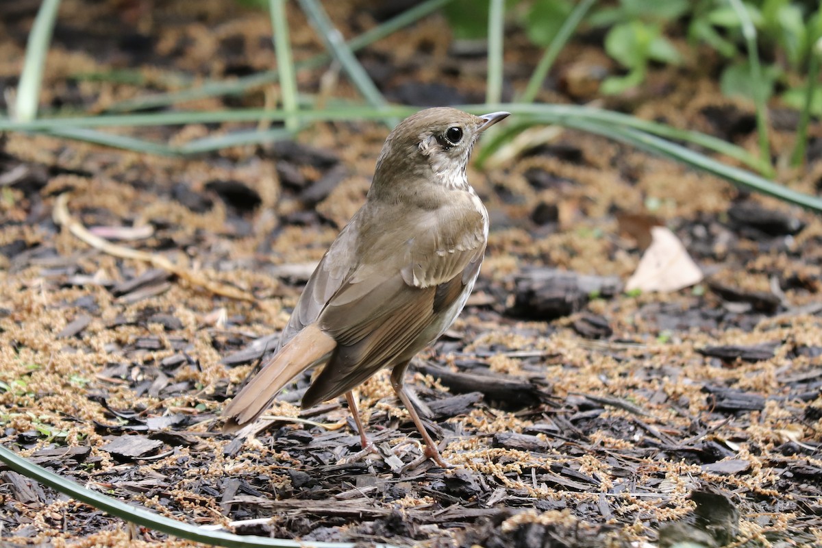 Hermit Thrush - RIIO LU